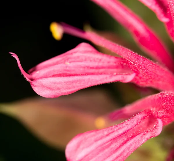 Pétale de fleur rouge. fermer — Photo