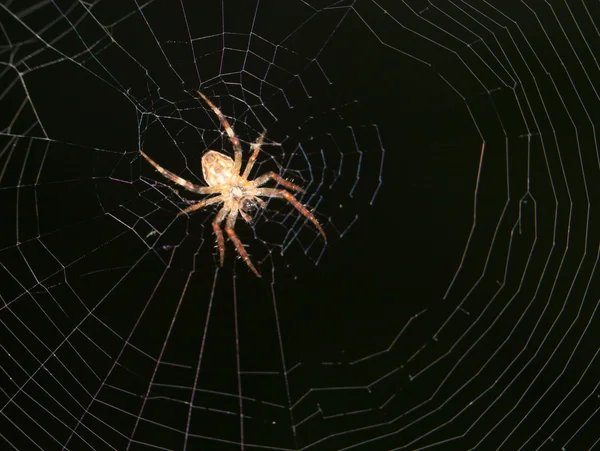 Pavouk na webu. Zavřít — Stock fotografie