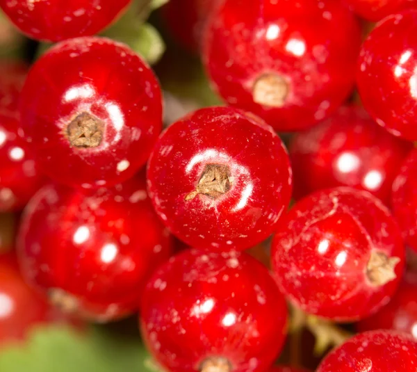 Nahaufnahme einer roten Johannisbeere im Obstgarten — Stockfoto