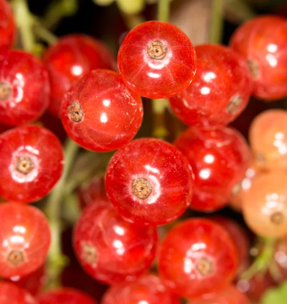 Close-up of a red currant in the fruit garden — Stock Photo, Image
