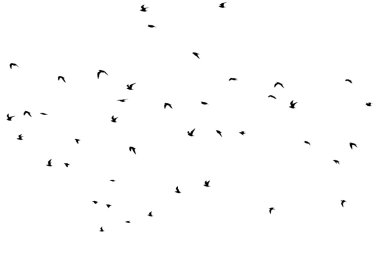 Beyaz arka planda bir kuş sürüsünün silueti