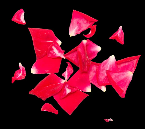 Pétalos de rosa sobre un fondo negro — Foto de Stock