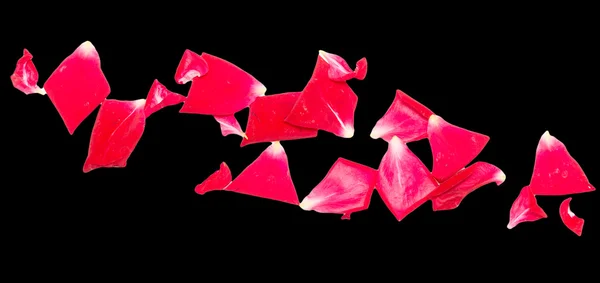 Pétalos de rosa sobre un fondo negro — Foto de Stock