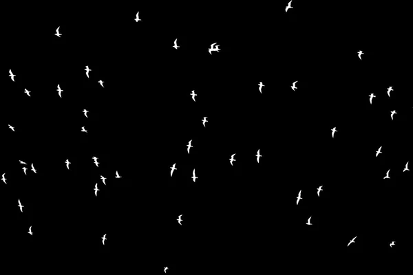 Silhouette di uno stormo di uccelli su sfondo nero — Foto Stock