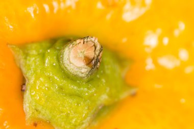 turuncu bir arka plan olarak. Super makro