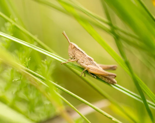 Gafanhoto na natureza. fechar — Fotografia de Stock