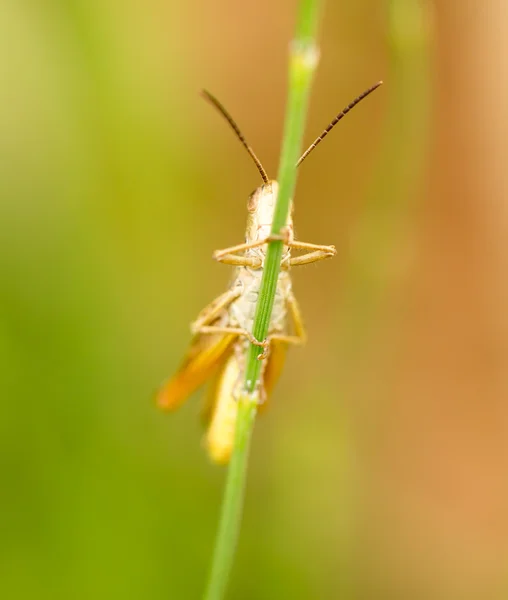 Sprinkhaan in de natuur. sluiten — Stockfoto