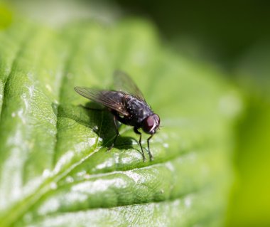 Doğa bir arka plan olarak