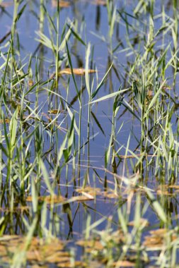 Doğa bir arka plan olarak