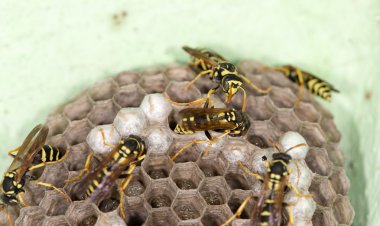 Doğa bir arka plan olarak