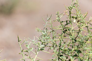 Doğa bir arka plan olarak