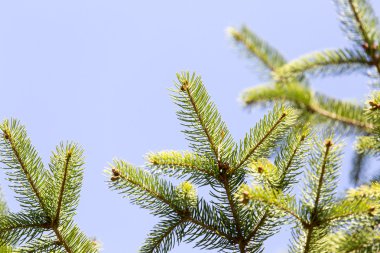 Doğa bir arka plan olarak