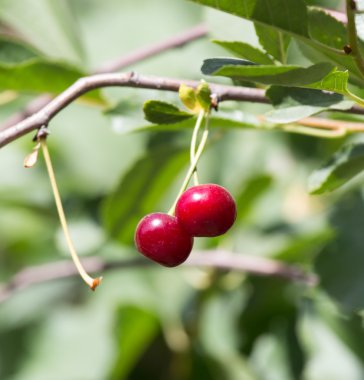 Doğa bir arka plan olarak