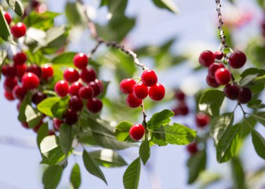 Doğa bir arka plan olarak