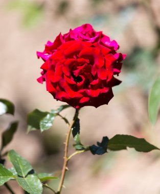 Doğa bir arka plan olarak