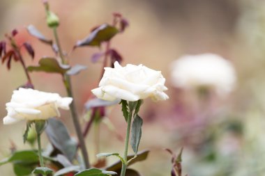 doğa içinde beyaz gül
