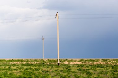 Doğa bir arka plan olarak