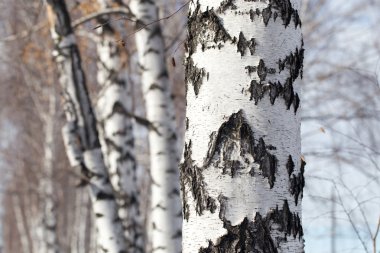 doğa bagaja huş ağacı