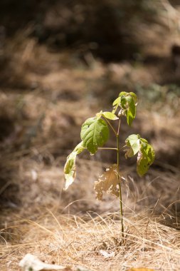 doğada küçük ağaç