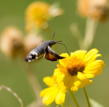 güzel doğa. arka plan