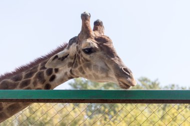 güzel doğa. arka plan