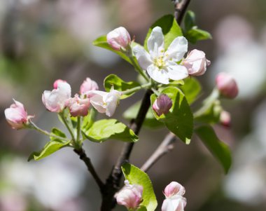 güzel doğa. arka plan