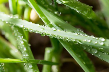 güzel doğa. arka plan