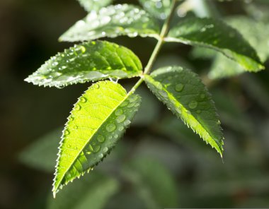 güzel doğa. arka plan