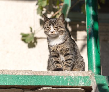 güzel doğa. arka plan