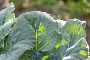 güzel doğa. arka plan