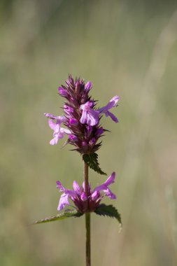 güzel doğa. arka plan