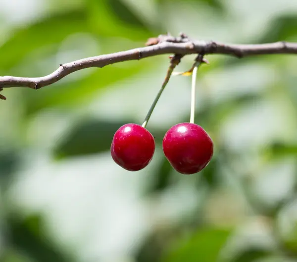 Nature as a background — Stock Photo, Image