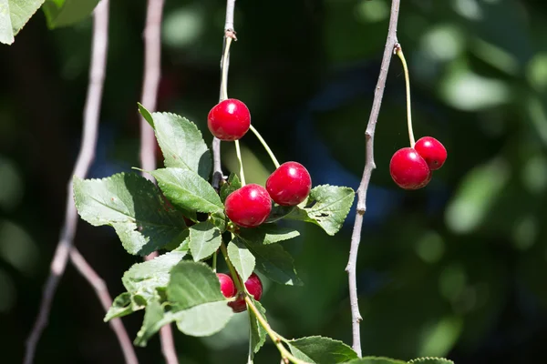 Natuur als achtergrond — Stockfoto