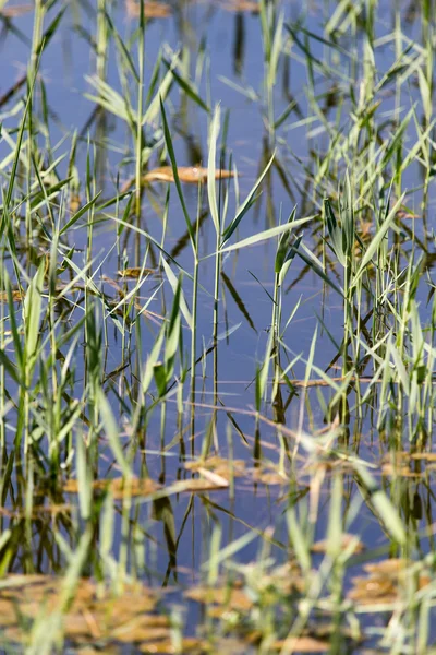 La naturaleza como fondo —  Fotos de Stock