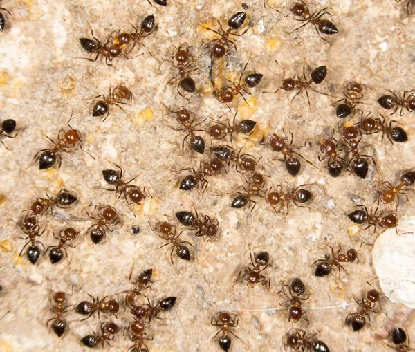 La naturaleza como fondo —  Fotos de Stock