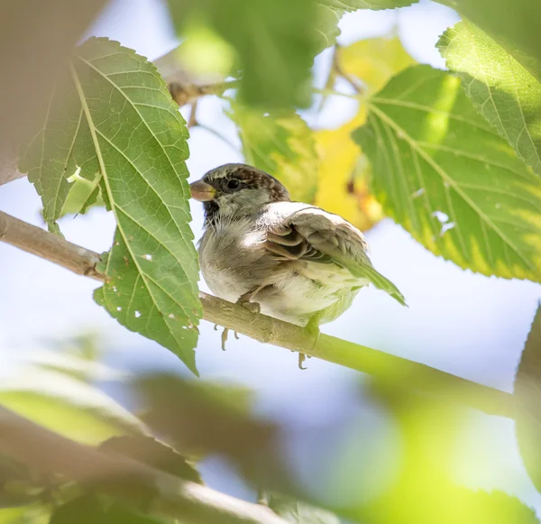 Zvířecí příroda fauna — Stock fotografie