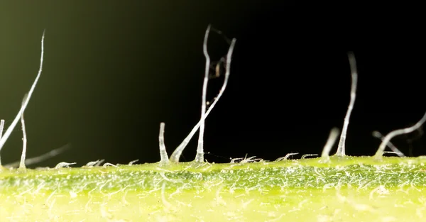 La natura come sfondo — Foto Stock