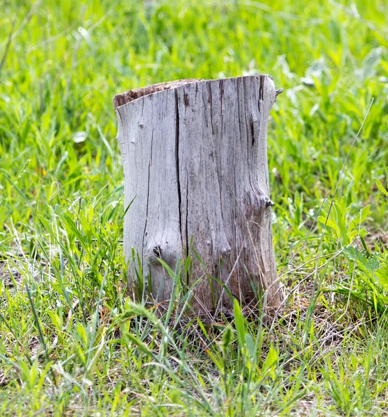 Un ceppo vecchio di un albero su un'erba verde — Foto Stock
