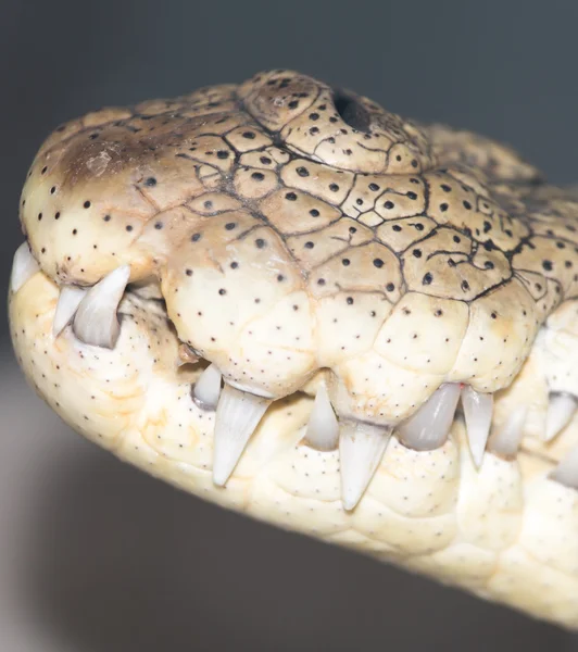 Fauna natura zwierząt — Zdjęcie stockowe