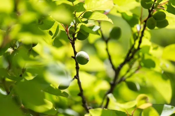 Groene abrikozen op de boom in de natuur — Stockfoto