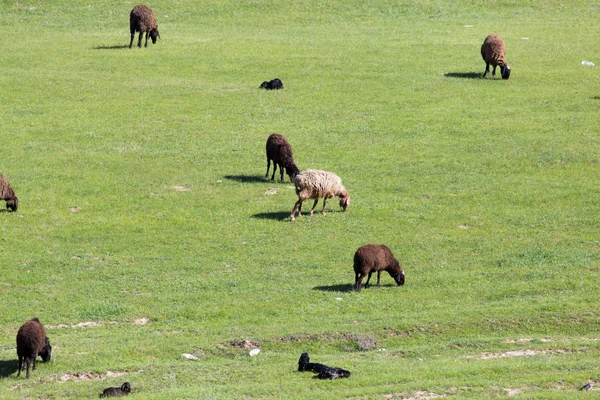 Hayvan doğa fauna — Stok fotoğraf