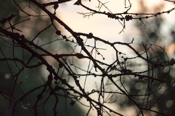 Κλαδί δέντρου σε φόντο της αυγής — Φωτογραφία Αρχείου