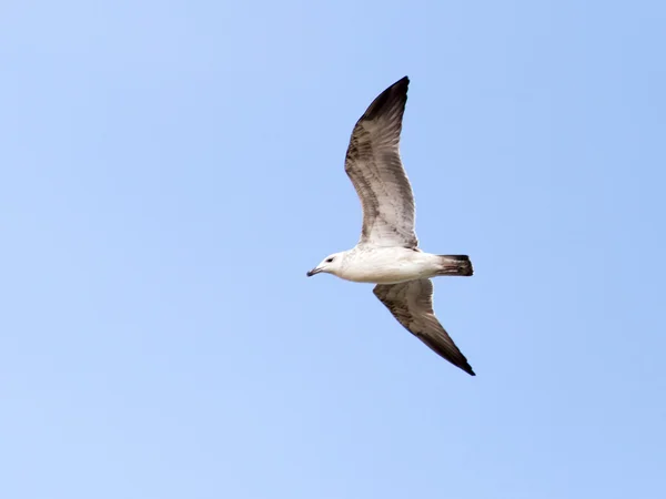 Zvířecí příroda fauna — Stock fotografie