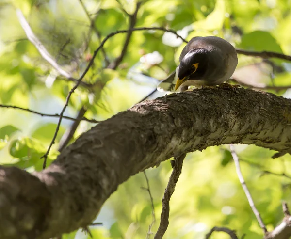 Fauna de naturaleza animal —  Fotos de Stock