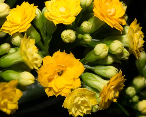 Mooie achtergrond van gele bloem — Stockfoto