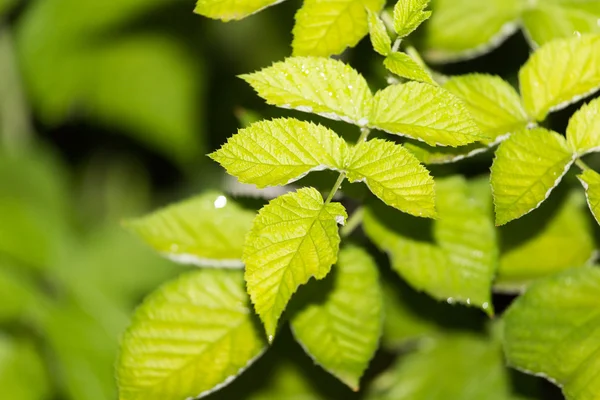 Feuilles de framboise après la pluie — Photo