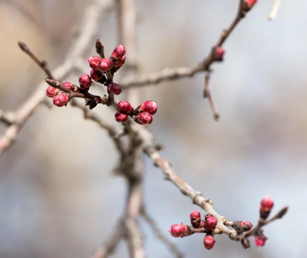 Bourgeons gonflés avec des fleurs sur un arbre au printemps — Photo