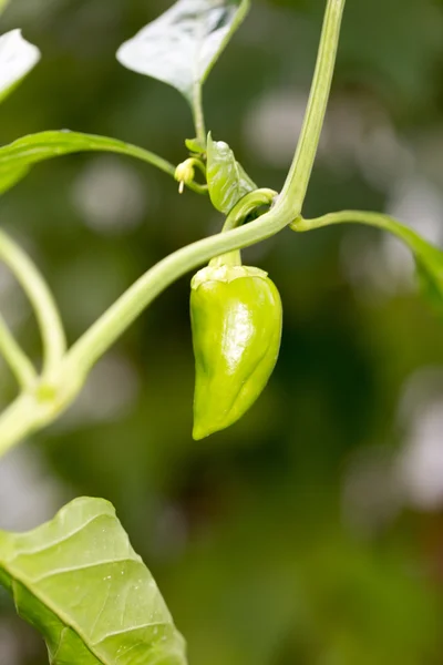 Grön paprika i trädgården — Stockfoto