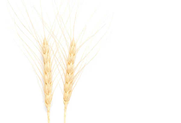 Kłos pszenicy na białym tle — Zdjęcie stockowe