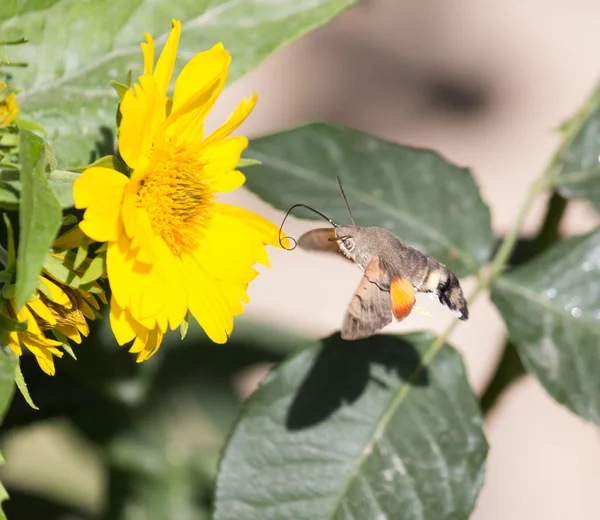 Sphingidae, känd som bee Hawk-mal, njuter av nektarn från en gul blomma. Kolibrisk mal. Kalibrimalm. — Stockfoto